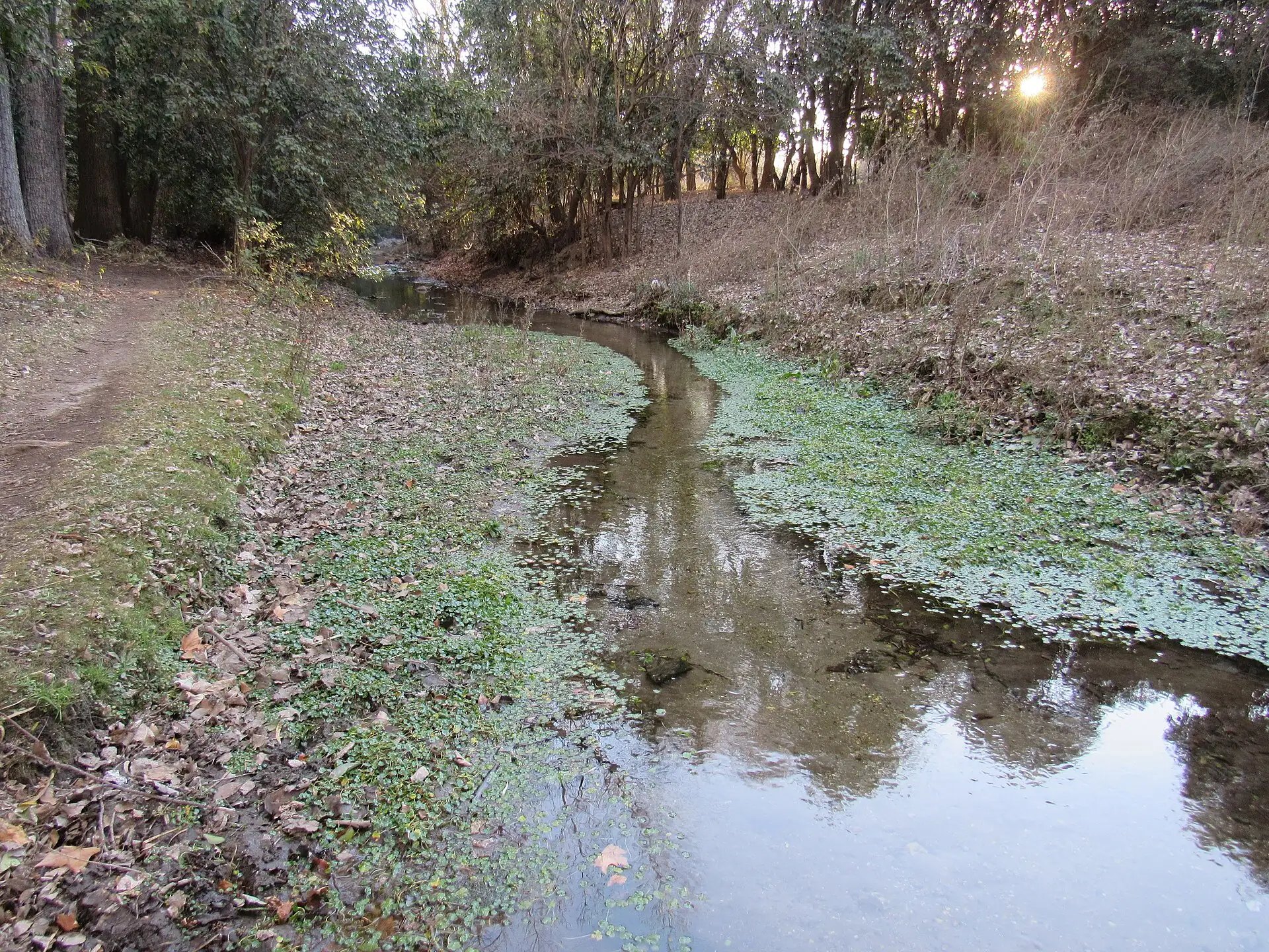 Arroyo Los Paredones bordered by trees in Alta Gracia