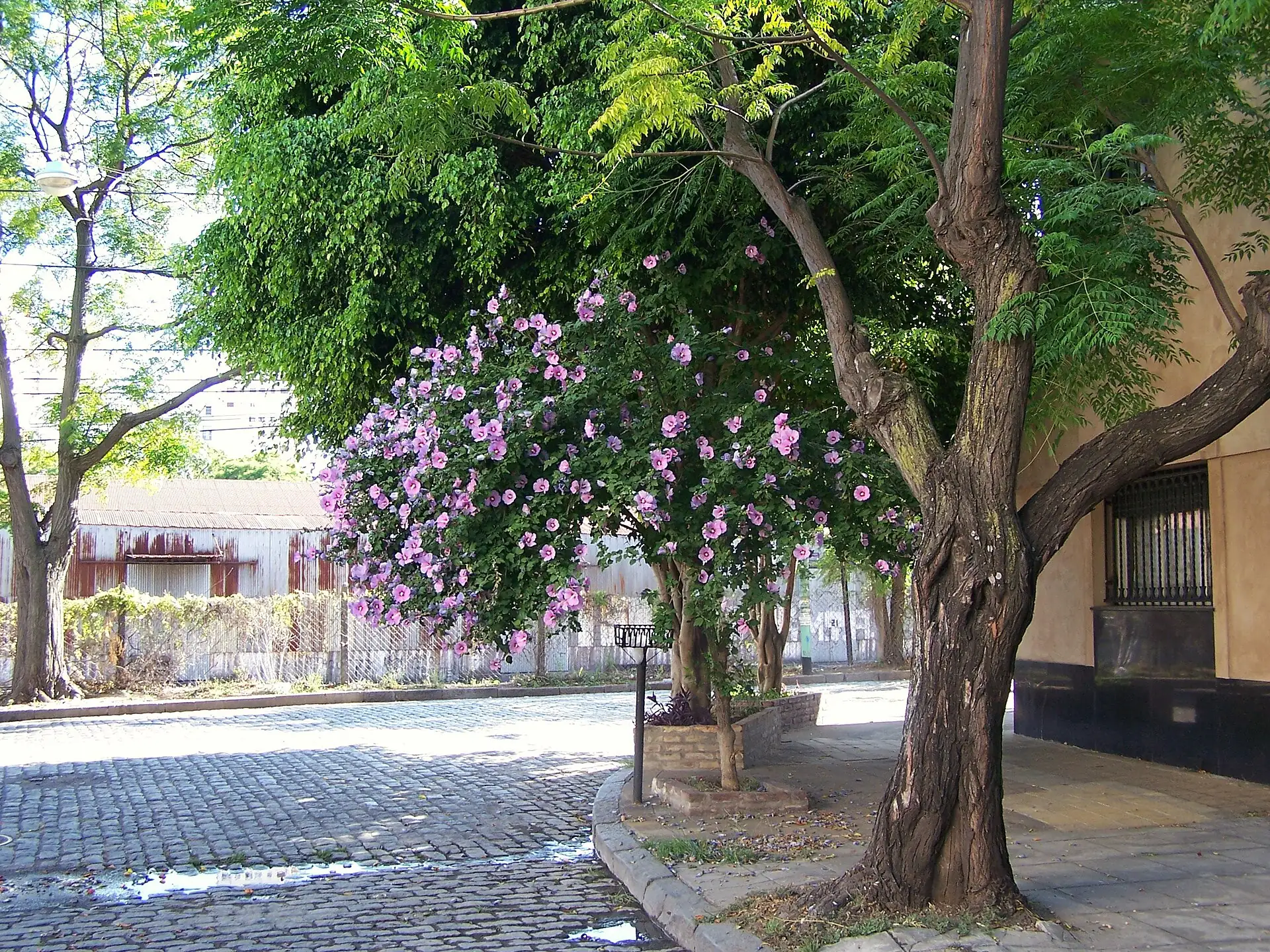 A leafy street in Colegiales