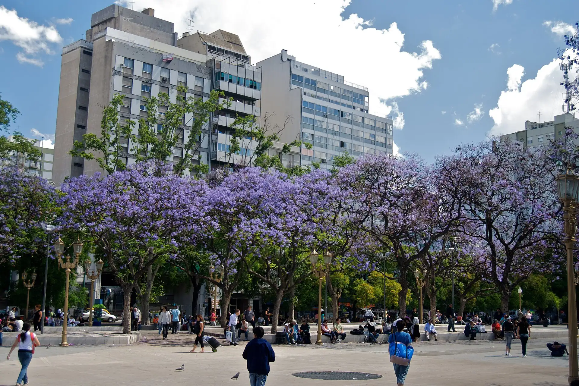 Jacaranda trees flowering in Buenos Aires