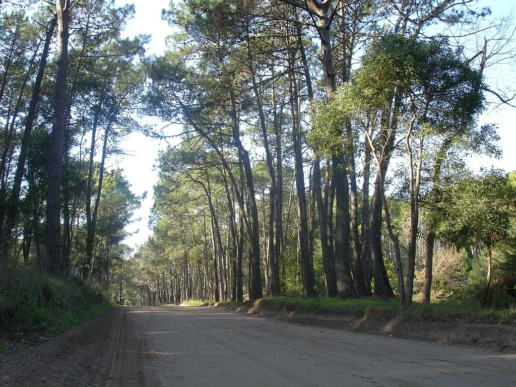 Unpaved road running through trees in Cariló