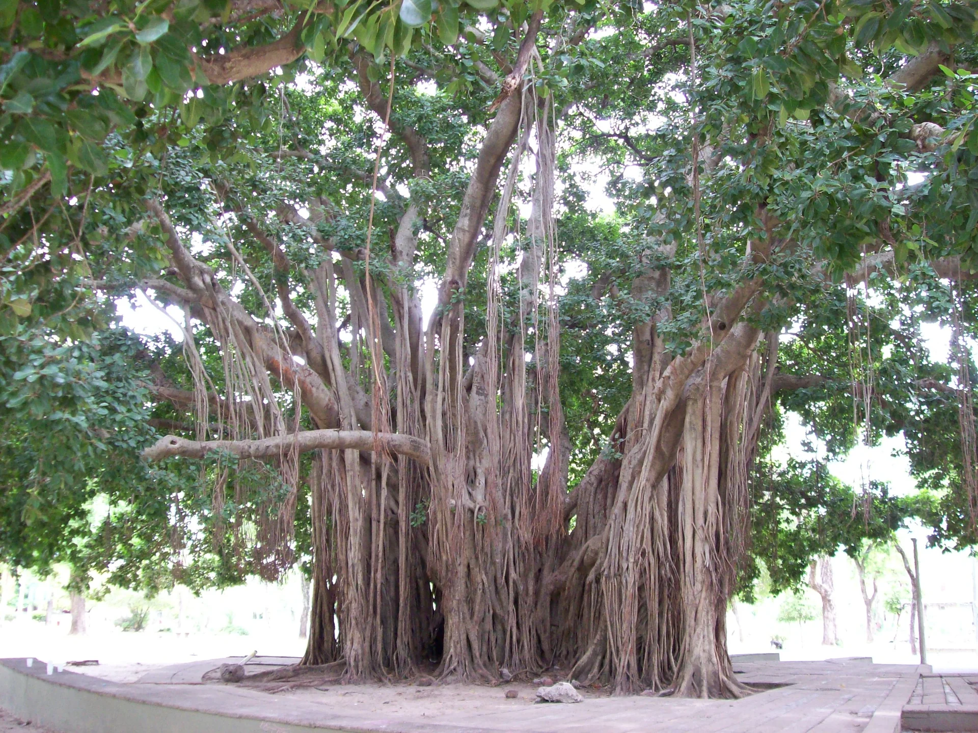 A large tree with hanging aerial roots in Parque Mitre, Corrientes